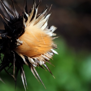 Un chardon en gors plan avec contraste de lmière - Belgique  - collection de photos clin d'oeil, catégorie plantes